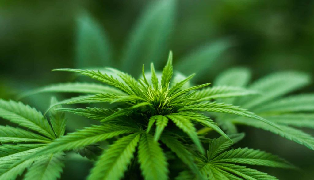 Cannabis Plant